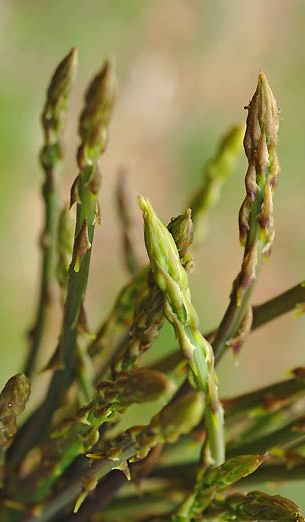 Asparagi selvatici sardi Asparagi selvatici sardi