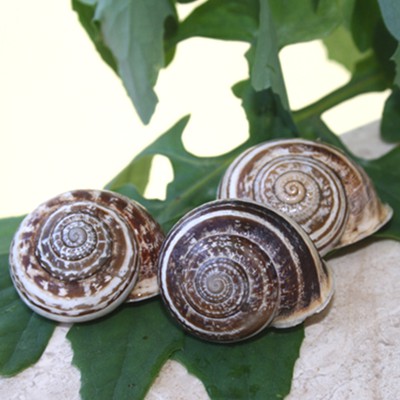 Chiocciole, meglio note come lumache