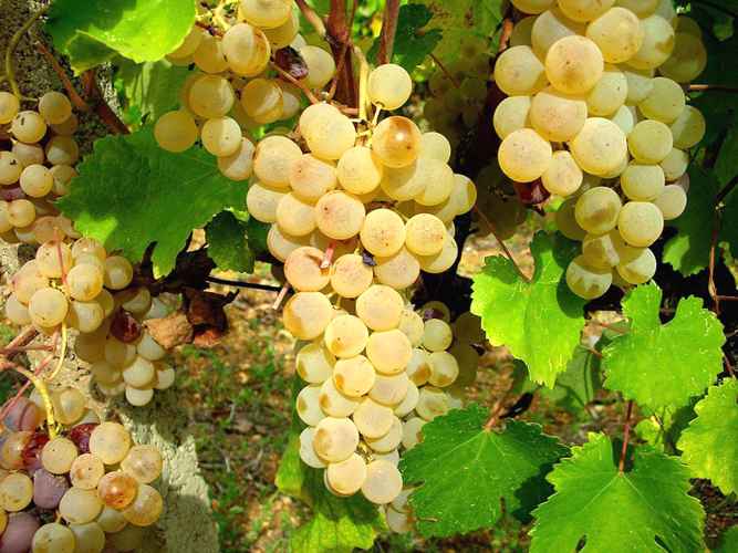Uve Vernaccia