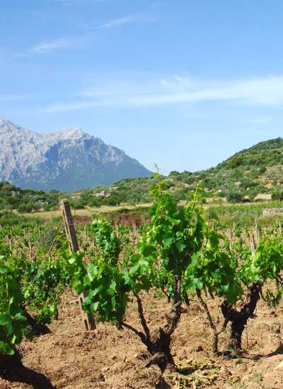 Vigneto Nepente di Oliena