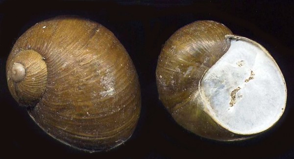 monachelle o monzette