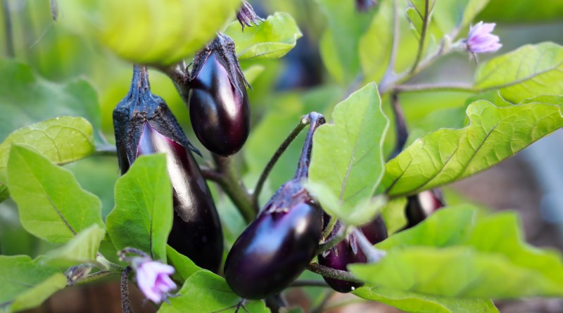 Paleo dieta: idee ricette con le melanzane