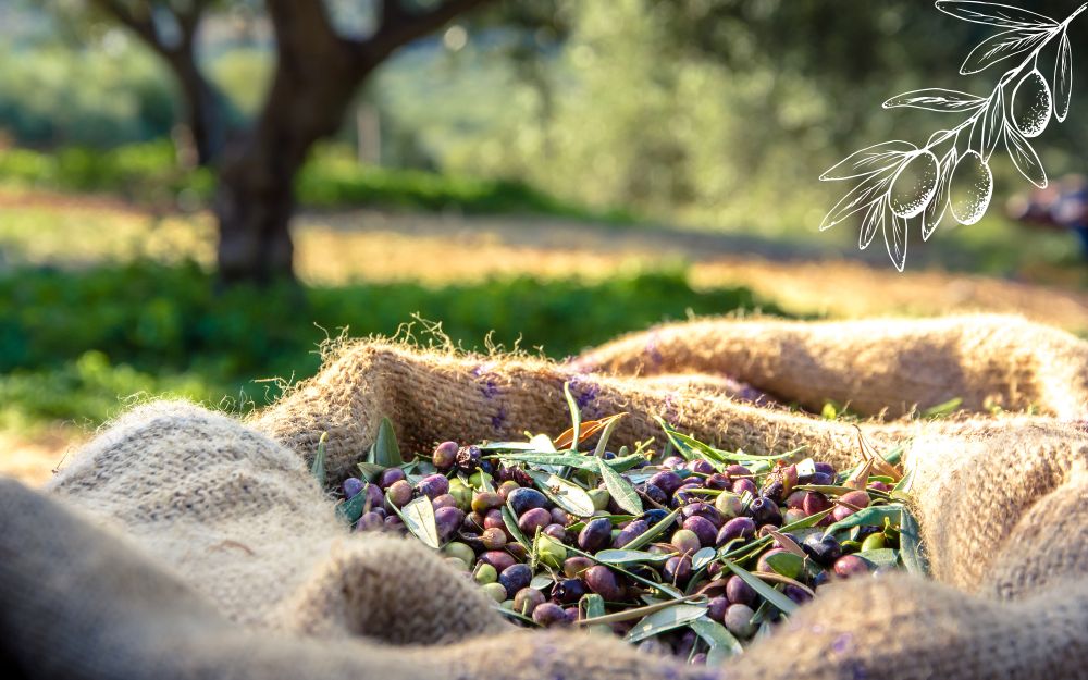Quando si raccolgono le olive?