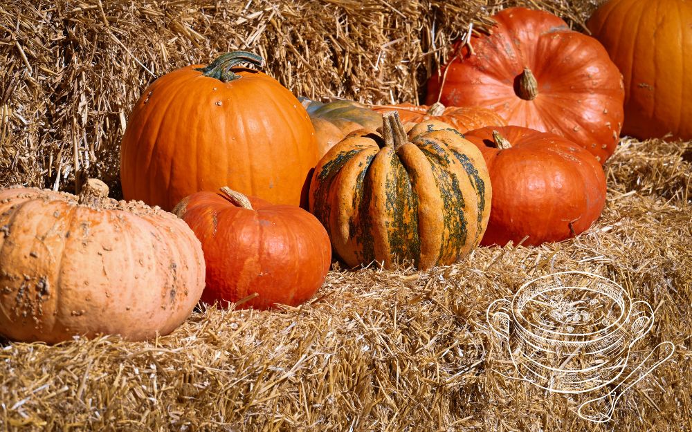 Zucca: tipologie e utilizzi in cucina