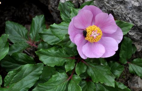 Peonia sarda