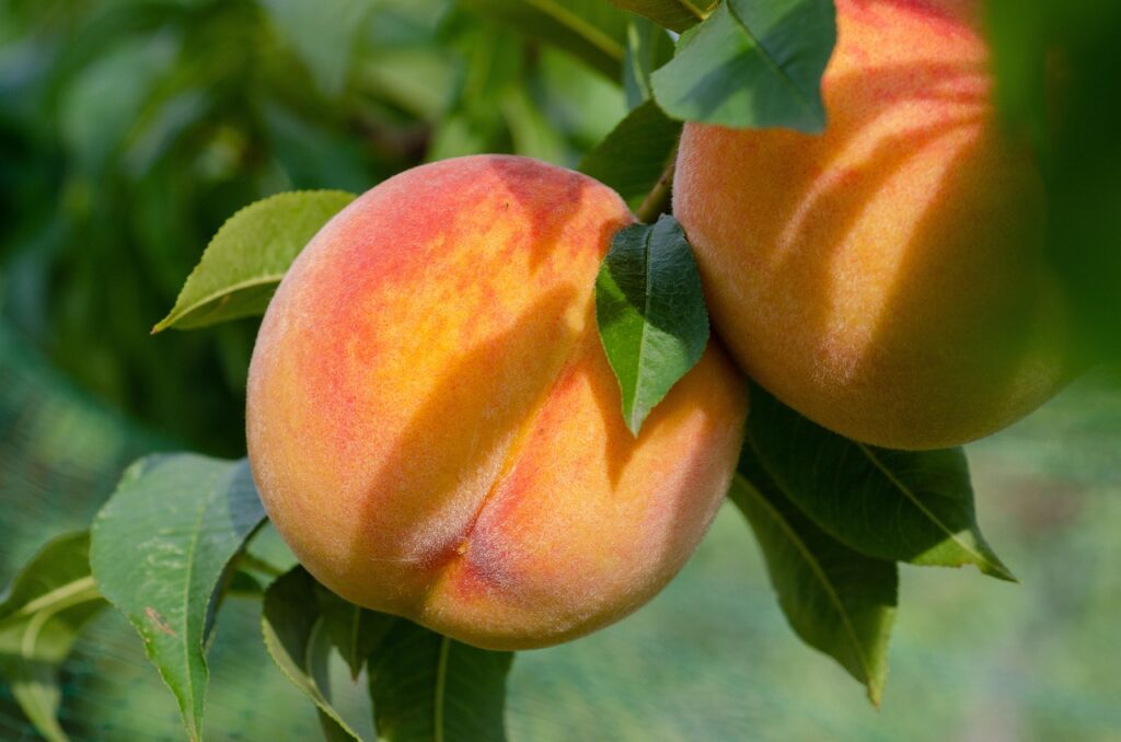 Varietà di pesche: un viaggio tra i sapori dell'estate italiana
